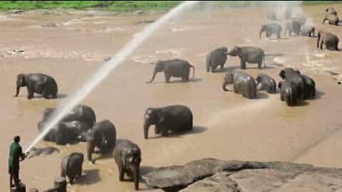 Foreldreløse elefanter får seg en dusj!