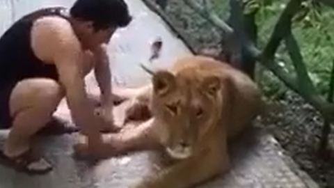 Keeping A Lion As A Pet At Home