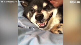 Dog makes odd noise when being kissed