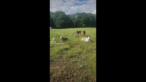 Calves on a sunny afternoon.