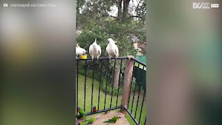 Homem recebe diariamente visita de bando de aves incríveis