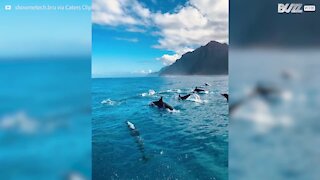 Des dizaines de dauphins se joignent à une sortie en bateau