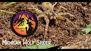 Wolf Spider (Michigan)