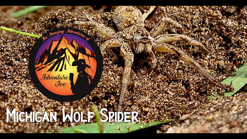 Wolf Spider (Michigan)