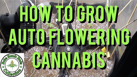 AUTO FLOWERS, How To Grow Auto Flowering Cannabis. Skywalker