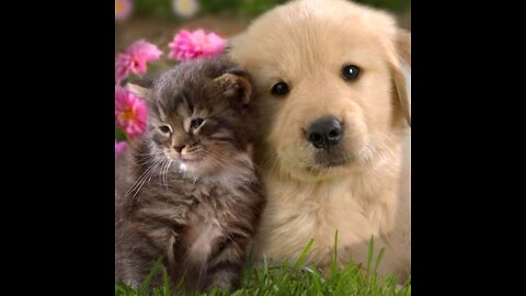 Funny dog 🐕🐶 and Cat 😺😺😸