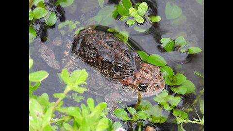 Mating Frogs #NatureInYourFace