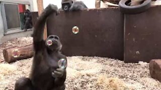 Sapevi che i gorilla adorano le bolle di sapone?