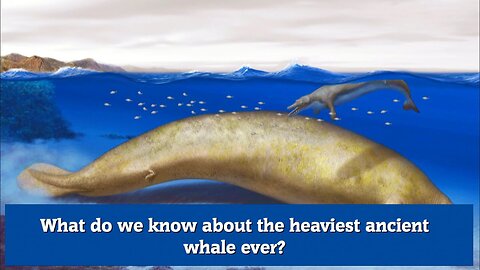 What do we know about the heaviest ancient whale ever