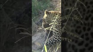 Leopard Cubs Being Moved #shorts