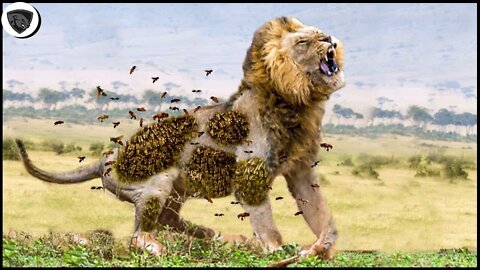 14 Animals That Live In Herd Destroy Lion Too Brutally