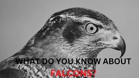 A Short NOTE On Falcons You MUST Hear