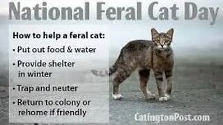 Lunchtime Chat-National Feral Cat Day