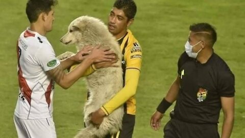 Perrito interrumpe partido de fútbol profesional y luego es adoptado por uno de los futbolistas