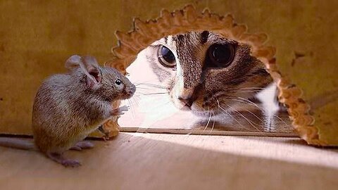 Hilarious Encounters Caught on Camera! 🐱🐭 | Funny Cat Videos | Unbelievable Cat-and-Mouse Moments