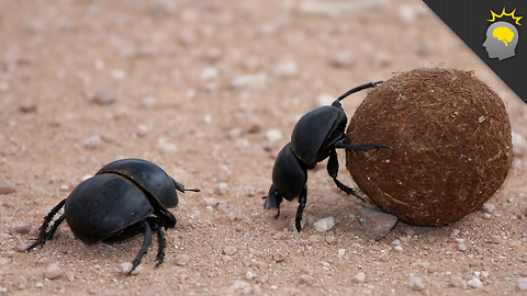 Stuff to Blow Your Mind: Have Poop Ball, Will Travel - Science on the Web