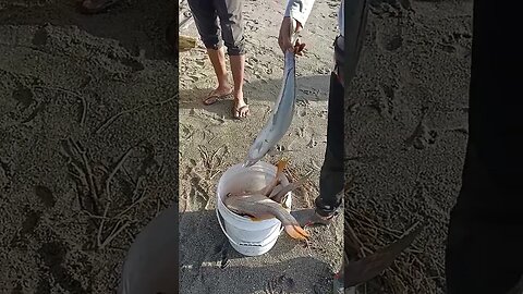 Mantap #nelayan #fishermen #fishing #traditionalfishermen #fish #fishingnets