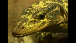 Reptiles Face Extinction