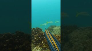 Spearfishing for Grouper in BAJA Mexico!
