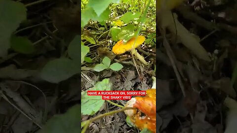 So Many Amanita Muscaria Alaska #mushrooms