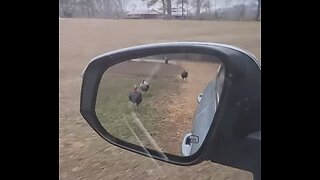 Turkeys Gone Wild: Hilarious Chase After Car! 🦃🚗