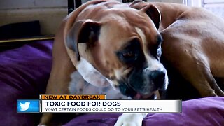 Check out the foods that could harm your pets