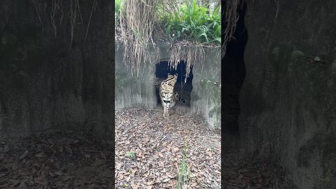 A typical afternoon greeting from a serval is a hiss like this one from Nala.