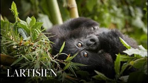 Mountain_gorillas’_survival_offers_hope_of_tackling_biodiversity_crisis_-_98BBC_News