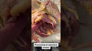 Processing an agressive rooster