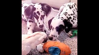 Dalmatians Play With Their Cockatoo Best Friend