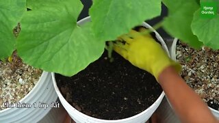 Growing Snow Leopard Melon,bear fruit all summer