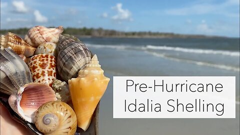 Shelling before a hurricane. Looking for seashells on an island before Hurricane Idalia.