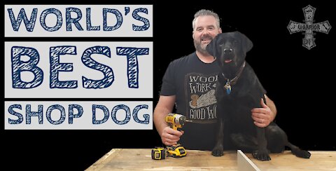 Black Lab Training - World's Best Shop Dog