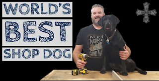 Black Lab Training - World's Best Shop Dog