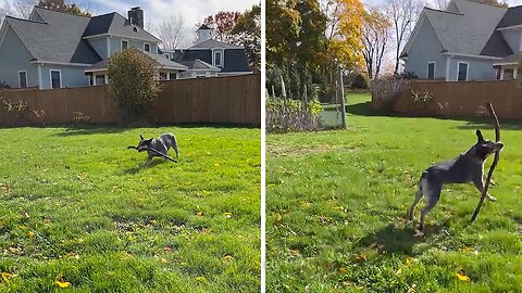 Clever Pup Knows How To Play Fetch All By Herself