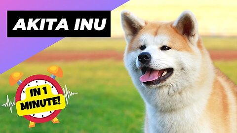 Akita Inu - In 1 Minute! 🐶 One Of The Best Cold-Weather Dog Breeds | 1 Minute Animals