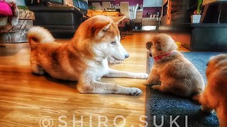 Shiba Inu mom plays with her puppies