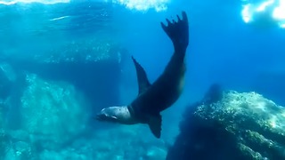 Swimming with wild sealion pups- MEXICO- [HD] underwater video