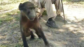 Rescued baboon recovering from being abused as a baby