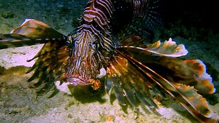 Venomous lion fish continuously tries to eat photographers subjects