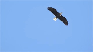 Bald Eagle Food Flyover On The Hunt