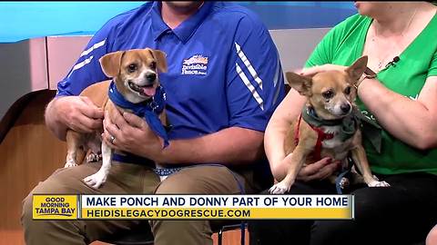 Rescues in Action Aug. 25: Ponch and Donny need forever homes