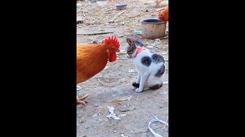Funny Cat & Hen fight / Amazing funny videos #rumbleshorts video