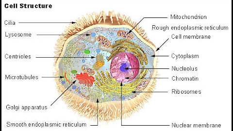 Biology | Cell Structure
