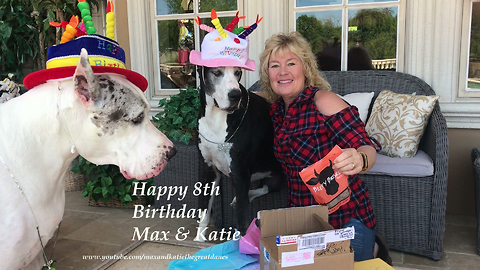 Max and Katie the Great Danes Happy 8th Birthday Celebration