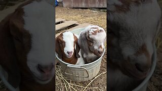 Baby Goats in a Bucket #babygoats #homestead #babygoat #farmlife #farmhouse #goatmilksoap