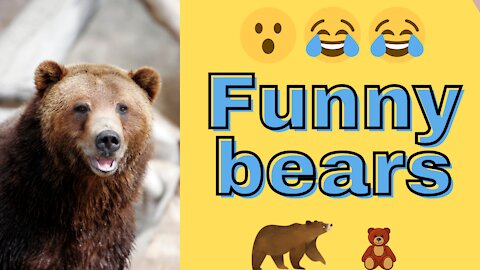 Funny Bears acting SILLY Compilation