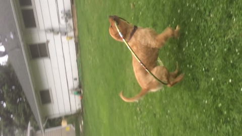 "Cute Dog Plays with Hula Hoop"