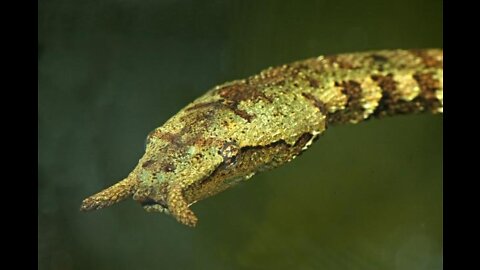 Herpeton, or tentacle snake