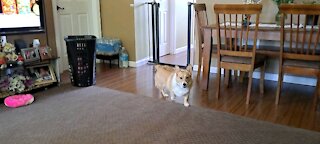 Just another corgi day